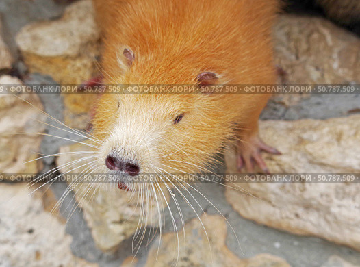 Речная крыса или нутрия в зоопарке. Coypu (Myocastor coypus), also known as river rat or nutria. Стоковое фото, фотограф Татьяна Д / Фотобанк Лори