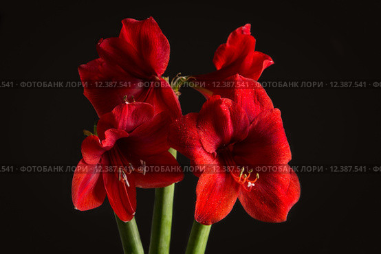 Red amaryllis flower on black background. Hippeastrum hortorum. Amaryllis are known as belladonna lily, Jersey lily, naked lady, Amarillo or, in South Africa, March lily. Стоковое фото, фотограф Nicola Galiero / PantherMedia / Фотобанк Лори