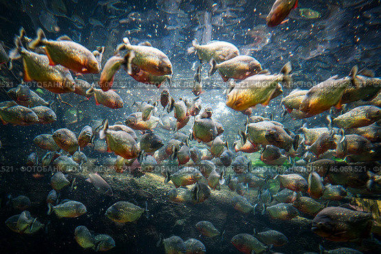 Red bellied piranha fish (Pygocentrus Nattereri) swimming in river water in South America jungle. Стоковое фото, фотограф Андрей Армягов / Фотобанк Лори
