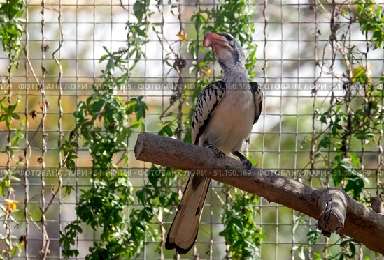 Red-billed hornbill (lat.- Tockus erythrorhynchus) Стоковое фото, фотограф Irina Opachevsky / Фотобанк Лори