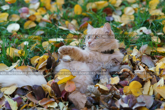 Red cat playing in the fallen leaves in autumn Moscow. He raised his paw up, trying to catch the falling leaves. Animals' concept. Стоковое фото, фотограф YuryKara / Фотобанк Лори