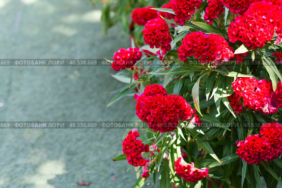 Red Celosia cristata flower growing in Da Lat Vietnam. Стоковое фото, фотограф Татьяна Терехина / Фотобанк Лори