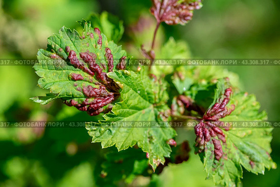 red currant leaves damaged by aphids. Pests on garden plants, gardening, pest control. Стоковое фото, фотограф Ольга Ильина / Фотобанк Лори