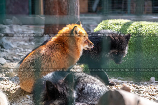 Red fox and a silver black fox in the zoo. Стоковое фото, фотограф Ольга Ильина / Фотобанк Лори
