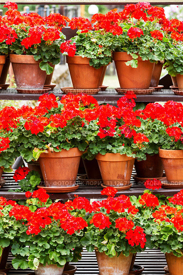 Red geranium flowers in a clay pots. Стоковое фото, фотограф Arpad Radoczy / Smarterpix / Фотобанк Лори
