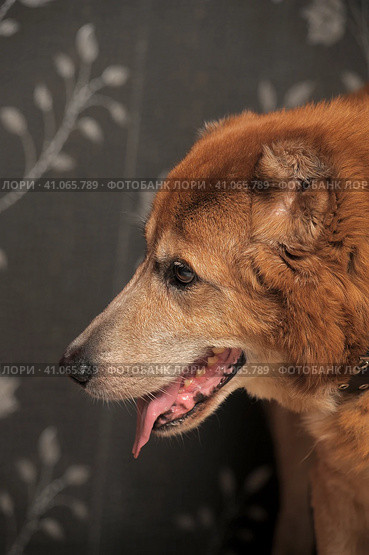 Red old dog,  metis alabai. Стоковое фото, фотограф Анна Кривицкая / Фотобанк Лори