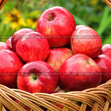 Red ripe apples in a wicker basket on background of flowers. Стоковое фото, фотограф Володина Ольга / Фотобанк Лори