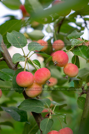 Red ripe organic paradise apples on a tree in the garden. Healthy Vitamin Food. A green branch with small red apples in a rural garden. Eco-Friendly Fruit. Стоковое фото, агентство Ingram Publishing / Фотобанк Лори