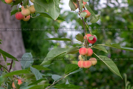 Red ripe paradise apples on a green branch in the garden. Harvest time.. Decorative paradise apples on a green branch in the farm garden. Organic ripe product. Стоковое фото, агентство Ingram Publishing / Фотобанк Лори