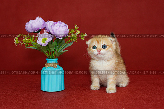 Red Scottish fold kitten and vase and flowers. Стоковое фото, фотограф Okssi / Фотобанк Лори