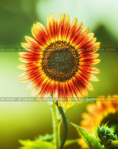 Red Sunflower  on green nature, close up, outdoor. Стоковое фото, агентство Ingram Publishing / Фотобанк Лори