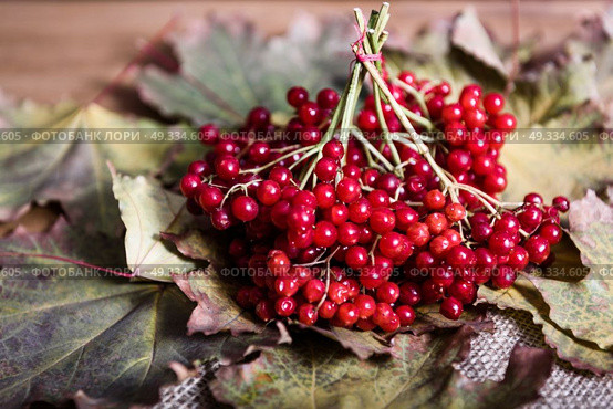 red viburnum berries on a branch on the table with leaves. Стоковое фото, агентство Ingram Publishing / Фотобанк Лори