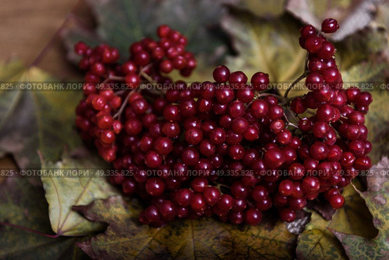 red viburnum berries on a branch on the table with leaves. Стоковое фото, агентство Ingram Publishing / Фотобанк Лори