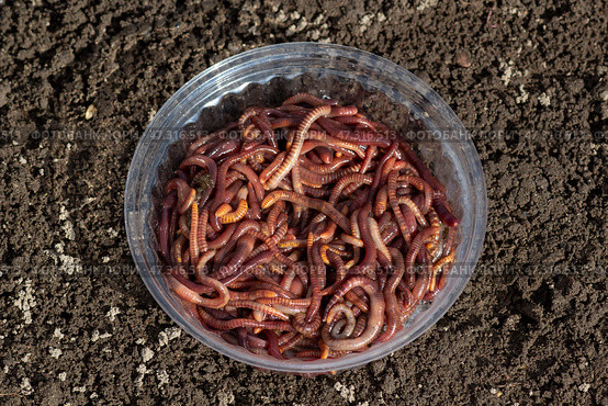 Red worms Dendrobena, earthworms for agriculture and fishing. Стоковое фото, фотограф Андрей Бакусов / Фотобанк Лори