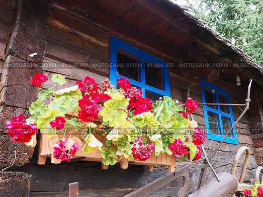 Red zonal geraniums in design. Pelargonium peltatum is species of pelargonium known by common names Pelargonium grandiflorum. Cranesbill or crane's-bill. Green leaves. Floriculture and horticulture. Стоковое фото, фотограф Юлия Петровская / Фотобанк Лори