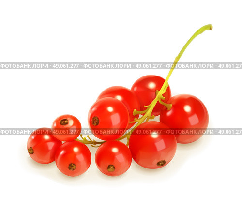 Redcurrant berries, vector illustration. Стоковая иллюстрация, агентство Ingram Publishing / Фотобанк Лори