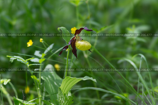 Редкое растение Венерин башмачок настоящий (Cypripedium calceolus) в естественной среде обитания. Стоковое фото, фотограф Светлана Попова / Фотобанк Лори