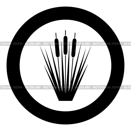 Reed Bulrush Reeds Club-rush ling Cane rush icon in circle round black color vector illustration flat style simple image. Reed Bulrush Reeds Club-rush ling Cane rush icon in circle round black color vector illustration flat style image. Стоковая иллюстрация, агентство Ingram Publishing / Фотобанк Лори