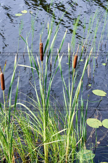 Reed thickets growing in the water on a summer sunny day. Стоковое фото, фотограф Андрей Зарин / Фотобанк Лори