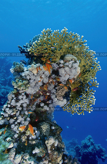 Reefscape in the Red Sea. VW Pics/Stocktrek Images/TASS (2019 год). Стоковое фото, агентство ТАСС / Фотобанк Лори