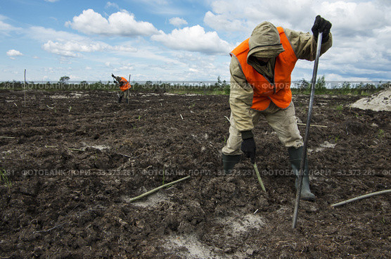 Рекультивация участка добычи нефти. Посадка саженцев сосны. Reclamation of an oil production site. Planting pine seedlings. (2015 год). Редакционное фото, фотограф Евгений Романов / Фотобанк Лори