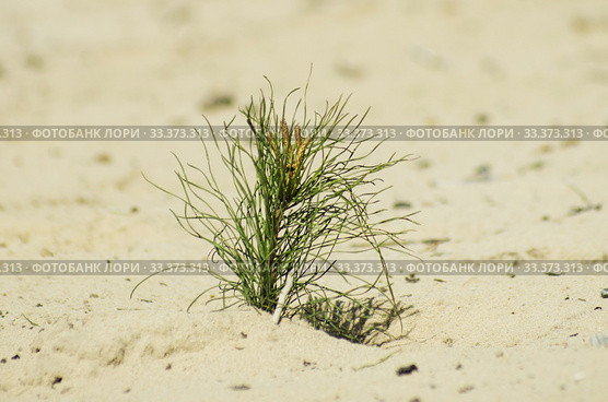 Рекультивация участка добычи нефти. Посадка саженцев сосны. Reclamation of an oil production site. Planting pine seedlings. Стоковое фото, фотограф Евгений Романов / Фотобанк Лори