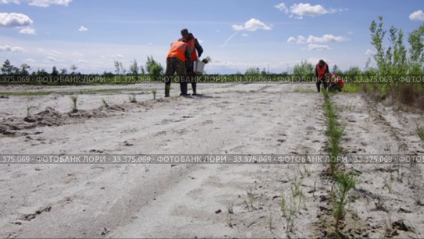 Рекультивация участка добычи нефти. Посадка саженцев сосны. Reclamation of an oil production site. Planting pine seedlings. (2015 год). Редакционное видео, видеограф Евгений Романов / Фотобанк Лори