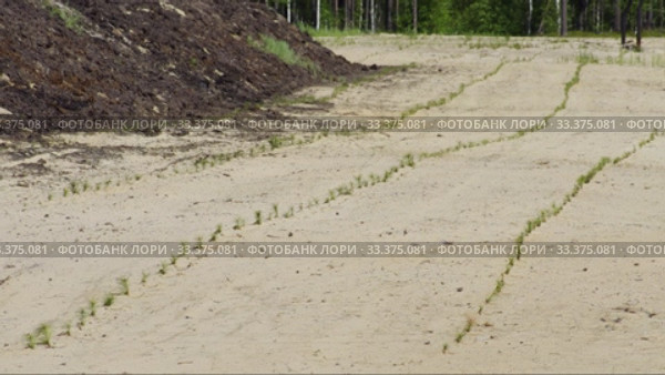 Рекультивация участка добычи нефти. Посадка саженцев сосны. Reclamation of an oil production site. Planting pine seedlings. Стоковое видео, видеограф Евгений Романов / Фотобанк Лори