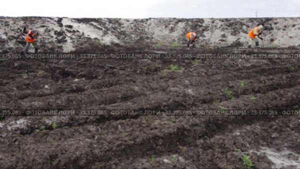 Рекультивация участка нефтедобычи. Высадка саженцев ивы. Reclamation of an oil production site. Planting willow seedlings. (2015 год). Редакционное видео, видеограф Евгений Романов / Фотобанк Лори