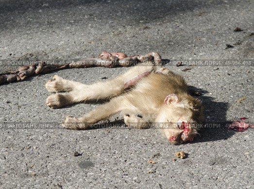 Remains of a monkey that was hit by a car. Стоковое фото, агентство Ingram Publishing / Фотобанк Лори