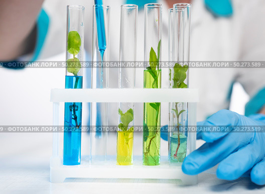 Researcher conducting plant growth experiments in a laboratory with colorful test tubes filled with liquids. Стоковое фото, фотограф Климов Денис / Фотобанк Лори