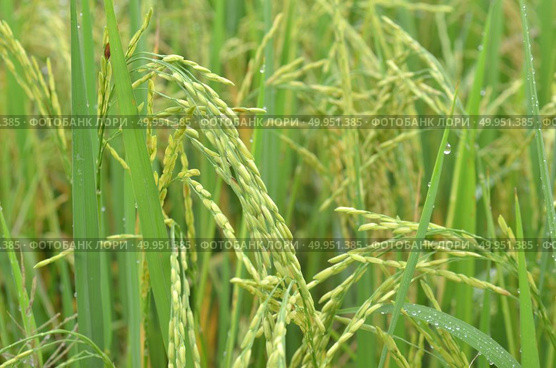 Rice. Spikelet of rice on the background of green leaves. Стоковое фото, агентство Ingram Publishing / Фотобанк Лори