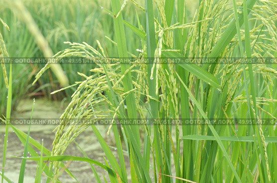Rice. Spikelet of rice on the background of green leaves. Стоковое фото, агентство Ingram Publishing / Фотобанк Лори