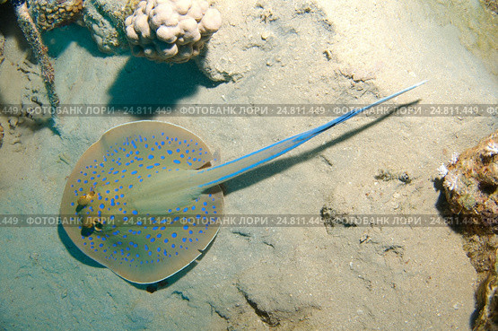 Рифовый скат хвостокол (Blue Spotted stingray) Красное море, Египет. Стоковое фото, фотограф Некрасов Андрей / Фотобанк Лори