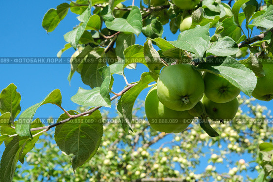 Ripe green apples on a branch of an apple tree close-up on the background of bright blue sky. Autumn seasonal harvest. Organic farming, gardening, vegetarian eco food. Стоковое фото, фотограф Мария Зубарева / Фотобанк Лори