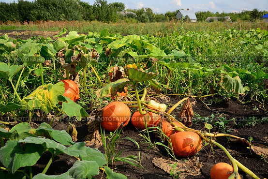 Ripe orange pumpkin growing in the garden. Стоковое фото, фотограф Володина Ольга / Фотобанк Лори