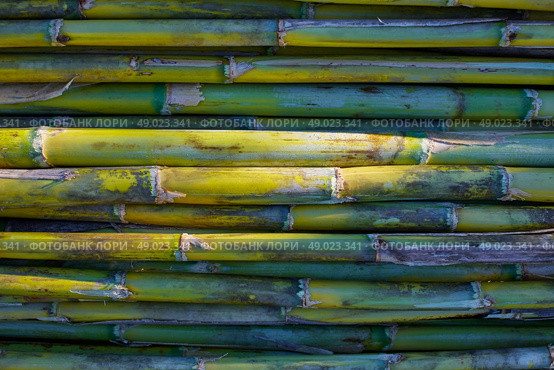 River green cane harvest texture pattern background in Valencia Parc de Turia of Spain. Стоковое фото, агентство Ingram Publishing / Фотобанк Лори