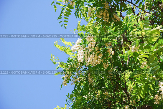Робиния ложноакациевая (Robinia pseudoacacia) Стоковое фото, фотограф Алёшина Оксана / Фотобанк Лори
