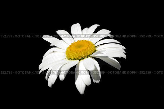 Ромашка (Single ox-eye daisy) Стоковое фото, фотограф Николай Михальченко / Фотобанк Лори