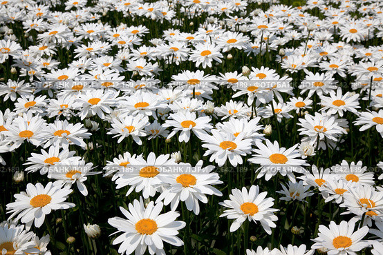 Ромашковое поле - нивяника наибольшего (leucanthemum maximum), в простонародье поповника. Стоковое фото, фотограф Наталья Волкова / Фотобанк Лори