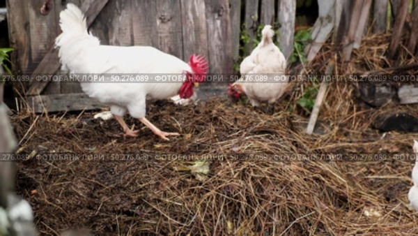 Rooster and white chickens in a homestead foraging feed at Backyard Coop. Brown hen wandering in a farmyard. Breeding livestock animals in agribusiness for free range organic egg and poultry industry. Стоковое видео, видеограф Марина Демидюк / Фотобанк Лори