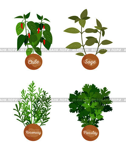 Rosemary parsley, chile sage set of herbs, spice collection with labels and headlines, spicy seasonings vector illustration flavoring isolated on white. Rosemary and Parsley Set, Chile Sage Vector. Стоковая иллюстрация, агентство Ingram Publishing / Фотобанк Лори