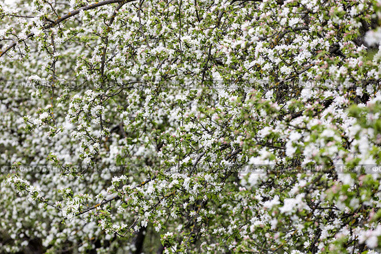 Россия. Москва. Вид на яблоневый сад весной. Russia. Moscow. View of the apple orchard in spring. Стоковое фото, фотограф Алексей Смышляев / Фотобанк Лори