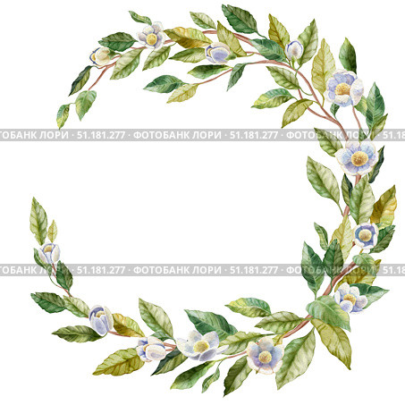 Round natural frame made of a branch with green leaves and white flowers. Watercolor illustration of a wreath in the shape of a moon. For a flower shop, printing on postcards, greetings, cards. Стоковая иллюстрация, иллюстратор Larisa Hamukova / Фотобанк Лори