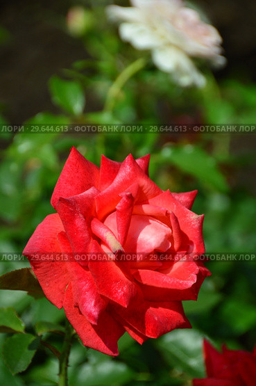Роза чайно-гибридная Бьюти Стар (Beauty Star), Fryer's Roses, Великобритания 1990. Стоковое фото, фотограф lana1501 / Фотобанк Лори