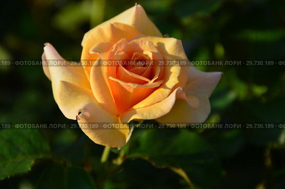 Роза чайно-гибридная Чешир (Чешире), (Rosa Cheshire). Fryer's Roses (Розы Фраера), Великобритания 2000. Стоковое фото, фотограф lana1501 / Фотобанк Лори