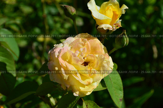 Роза чайно-гибридная Глория Дей (Глория Пис, Мадам А. Мейян) (Rosa Peace, Gloria Dei), Франция, Meilland 1945. Стоковое фото, фотограф lana1501 / Фотобанк Лори