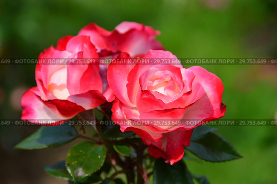 Роза чайно-гибридная Ностальжи (Ностальгия, TANeiglat, La Garconne), (лат. rosa Nostalgie). Rosen Tantau (Розы Тантау), Германия 1995. Стоковое фото, фотограф lana1501 / Фотобанк Лори