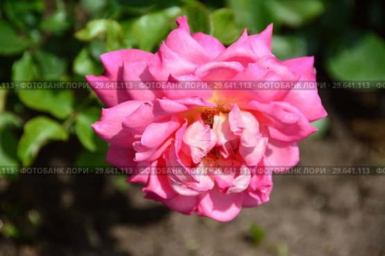 Роза чайно-гибридная Одри Уилкокс (Rosa Audrey Wilcox), Fryers Roses, 1995. Стоковое фото, фотограф lana1501 / Фотобанк Лори