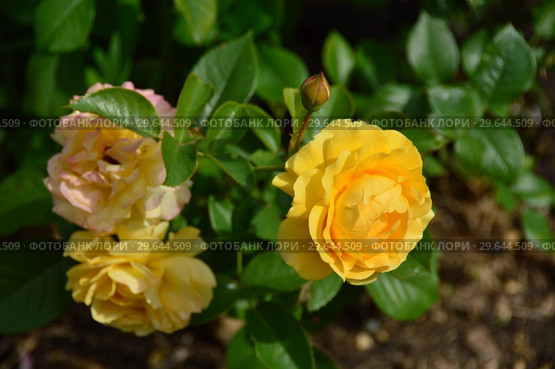 Роза флорибунда Абсолютлей Фабулос (лат. Rosa Absolutly Fabulous), Harkness Roses, Великобритания, 2004. Стоковое фото, фотограф lana1501 / Фотобанк Лори